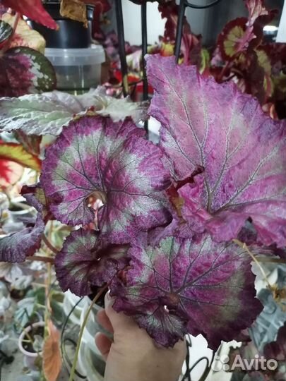 Декоративно лиственная бегония