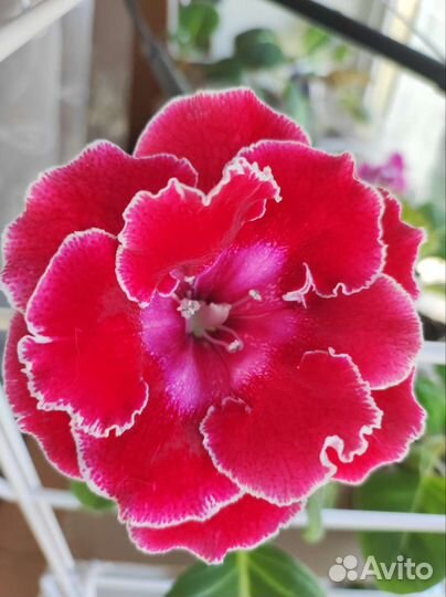 Глоксиния новинки 2023