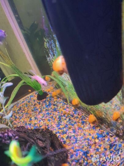 Улитка аквариумная Ампулярия