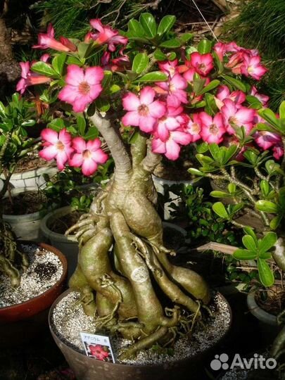Адениум обессум. Рассада