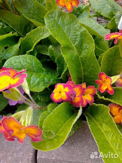 Примула, Эшшольция