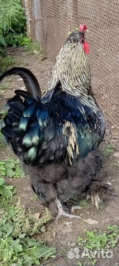 Молодые петухи