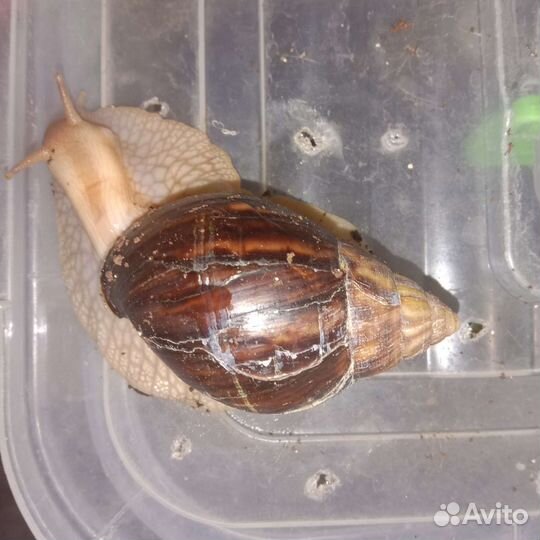 Улитки ахатины