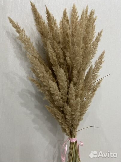 Пампасная трава