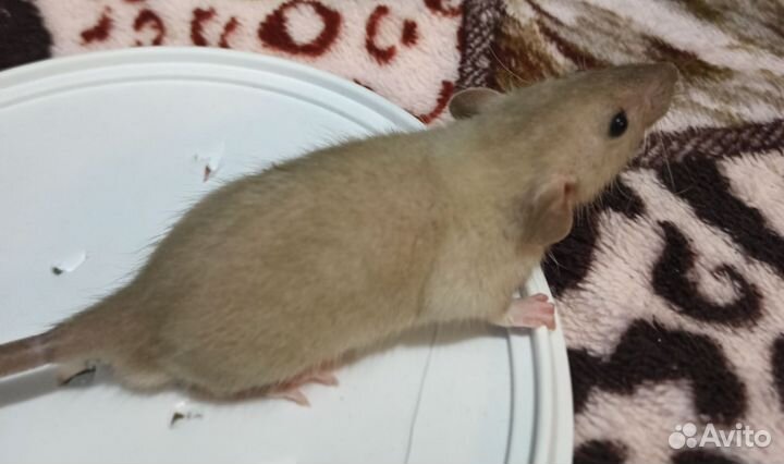 Крысята дамбо