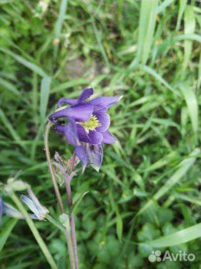 Ирисы Аквилегия Яснотка