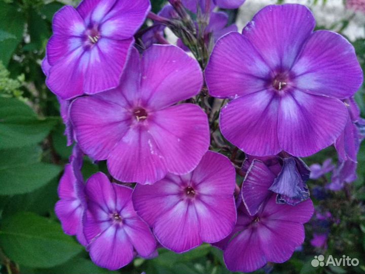 Флоксы метельчатые