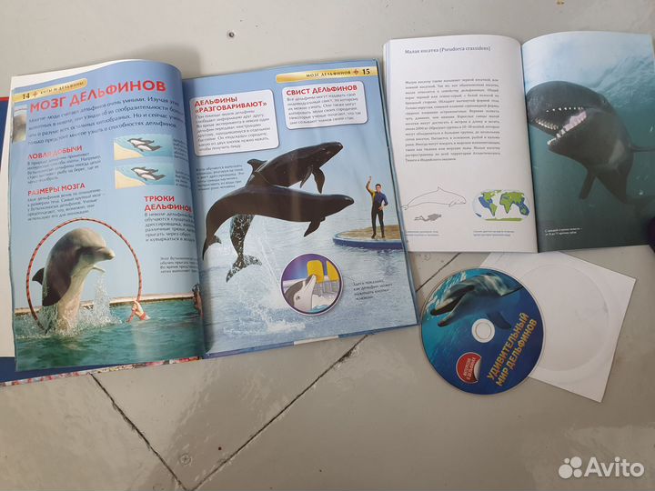 Шоу дильфинов