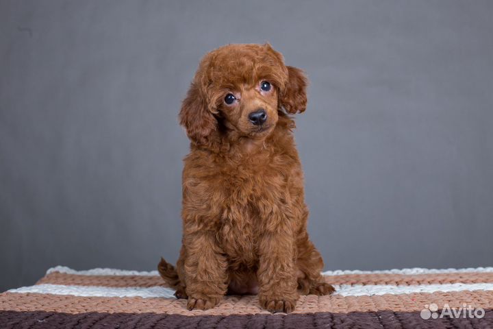 Девочка той пудель