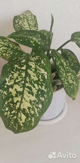 Диффенбахия с Традесканцией