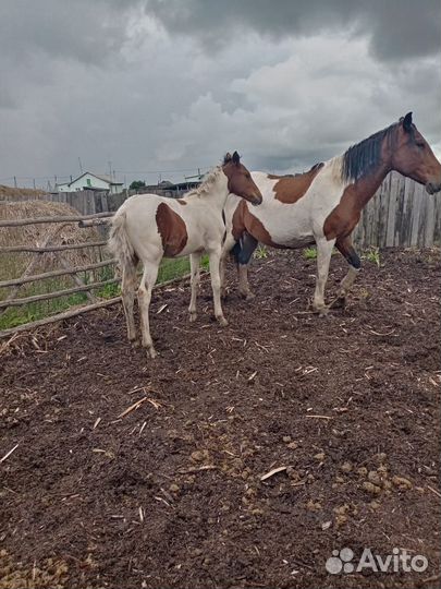 Кобыла с жеребенком