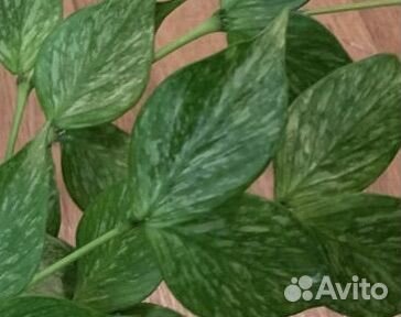 Хоя Полинейра Брогет