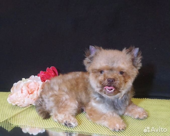 Йоркширский терьер шоколадная мини девочка