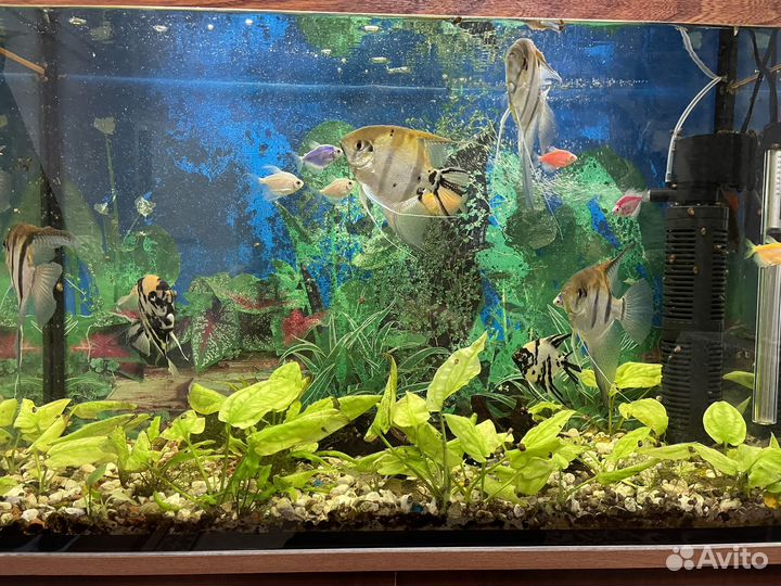 Аквариум с рыбками