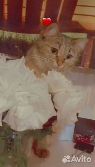 Кошка
