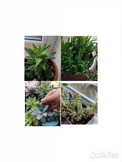 Суккуленты