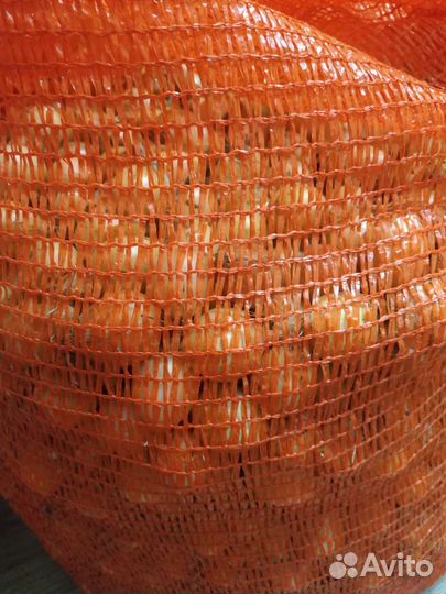 Лук севок Радар