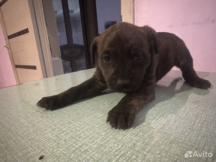 Собака,щенки