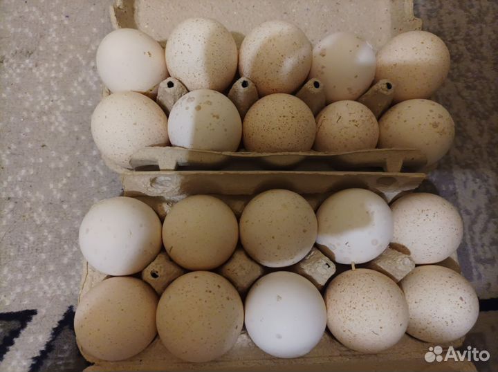 Инкубационное яйцо индейки