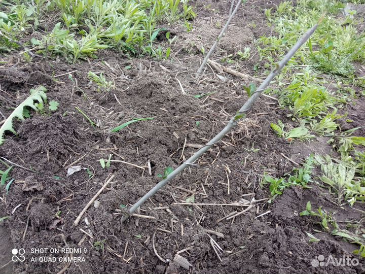 Черноплодка красота