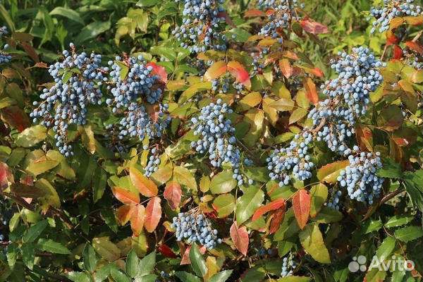 Магония падуболистная