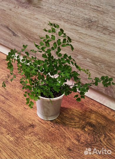 Комнатные цветы