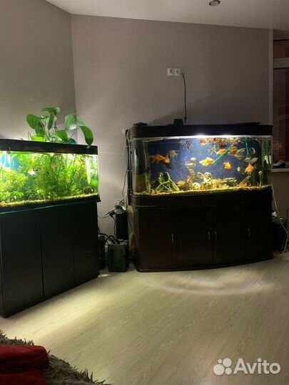 Аквариум 560л