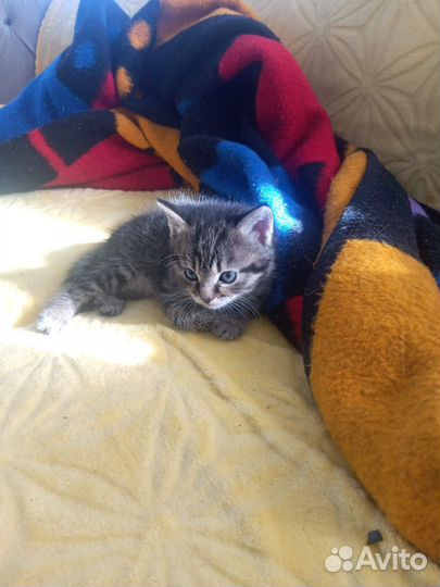 Турецкая ангора