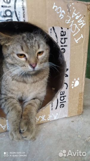 Котенок