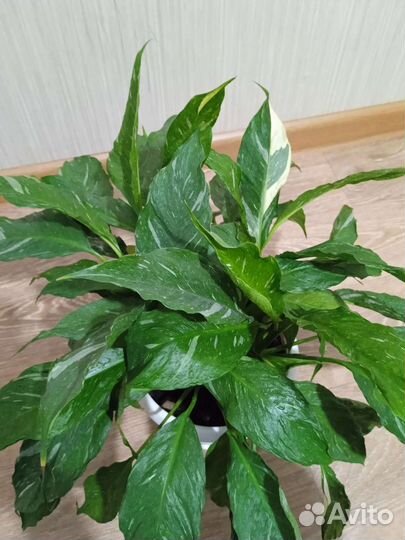 Спатифиллум Джемени, Ктенанта