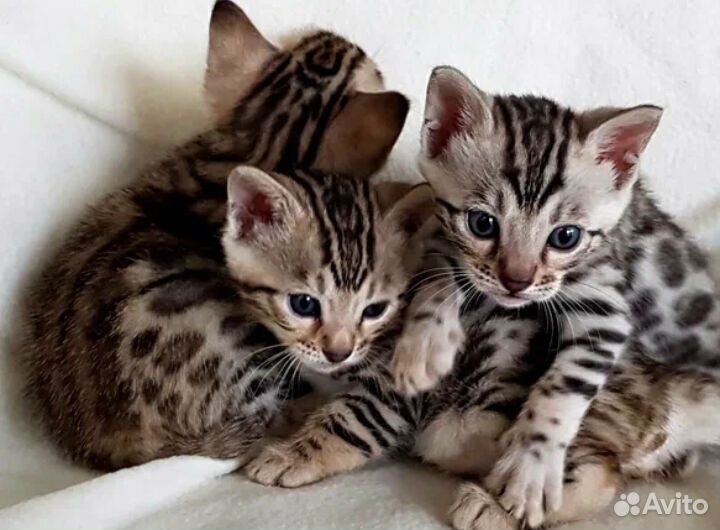Бенгальские котята