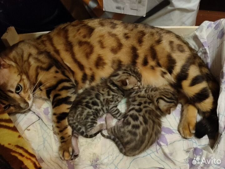 Бенгальская котята