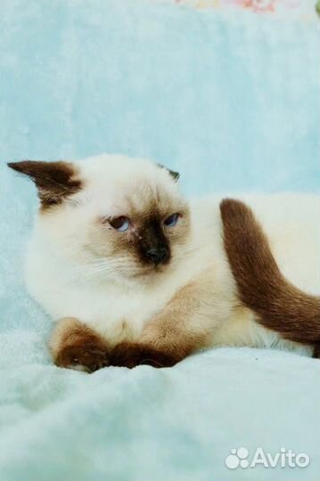 Мальвина - голубоглазка ищет свою семью