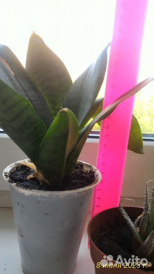 Сансевиерия (тещин язык), суккуленты