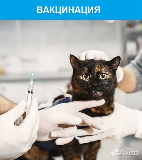 Врач-ветеринар. Круглосуточный выезд на дом