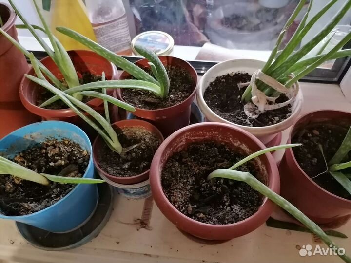 Толстянка, алоэ вера