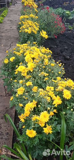 Хризантемы