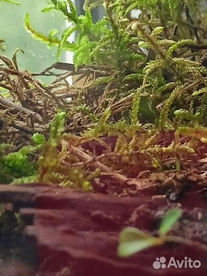 Вечный террариум