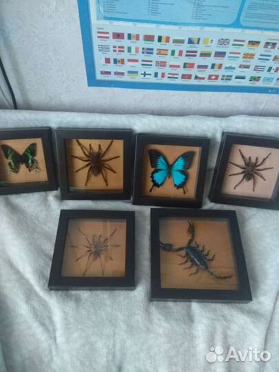 Сувенирная рамка с бабочкой