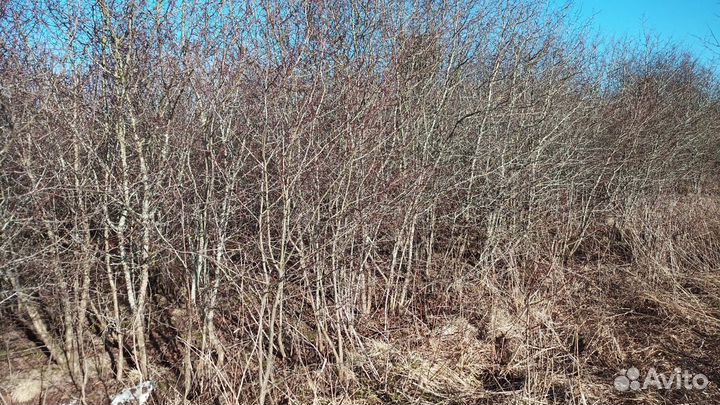 Саженцы сирени акации боярышник для живой изгороди