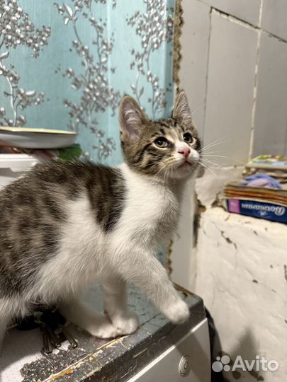 Котенок мальчик