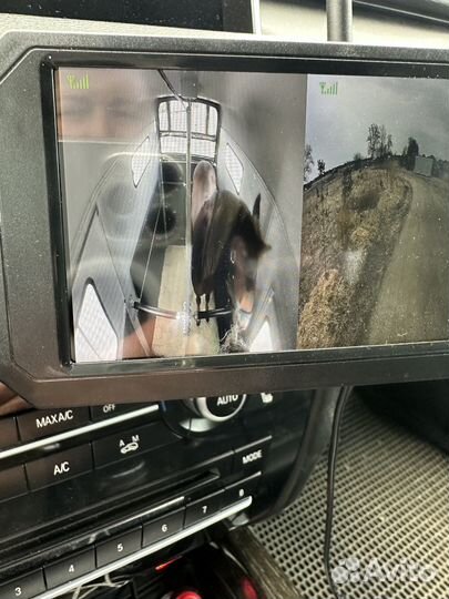 Конеперевозки, перевозка только лошадей, коневоз