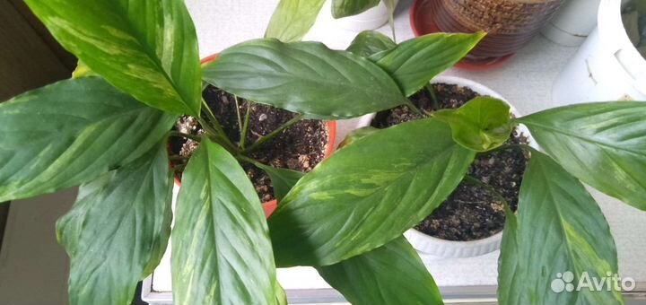 Спатифиллум Гаити