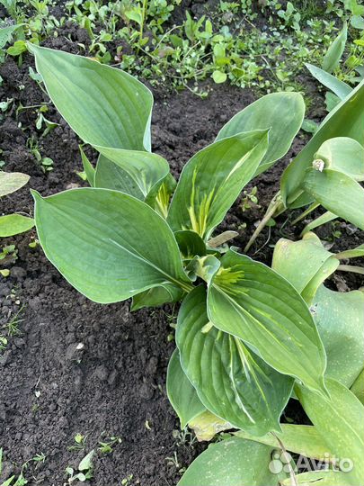 Хоста растение