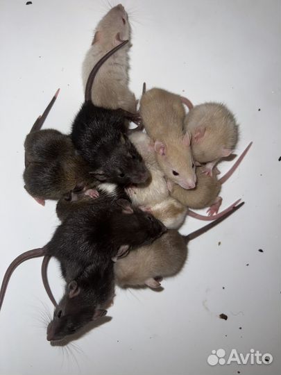Ручные породистые крысята