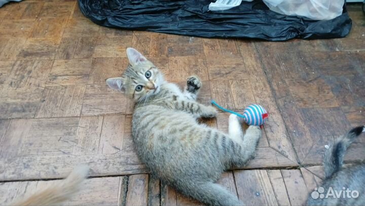 Котята ищут дом