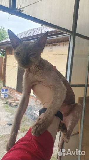 Кошка сфинкс