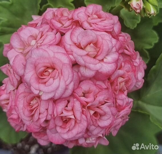 Пеларгония сортовая Grainqees antigue rose