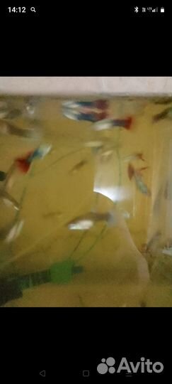 Рыбки гуппи