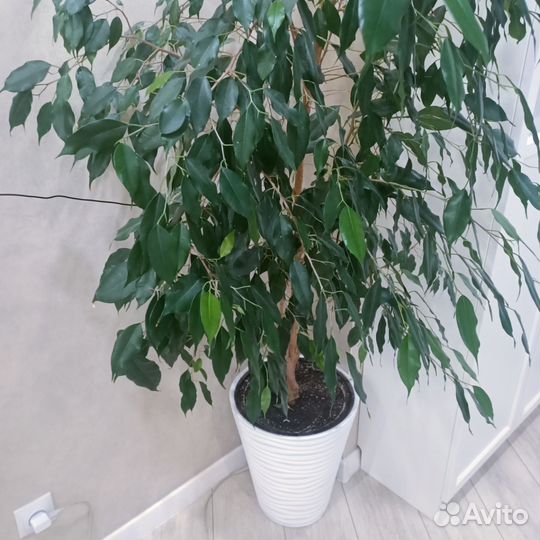 Фикус бенджамина